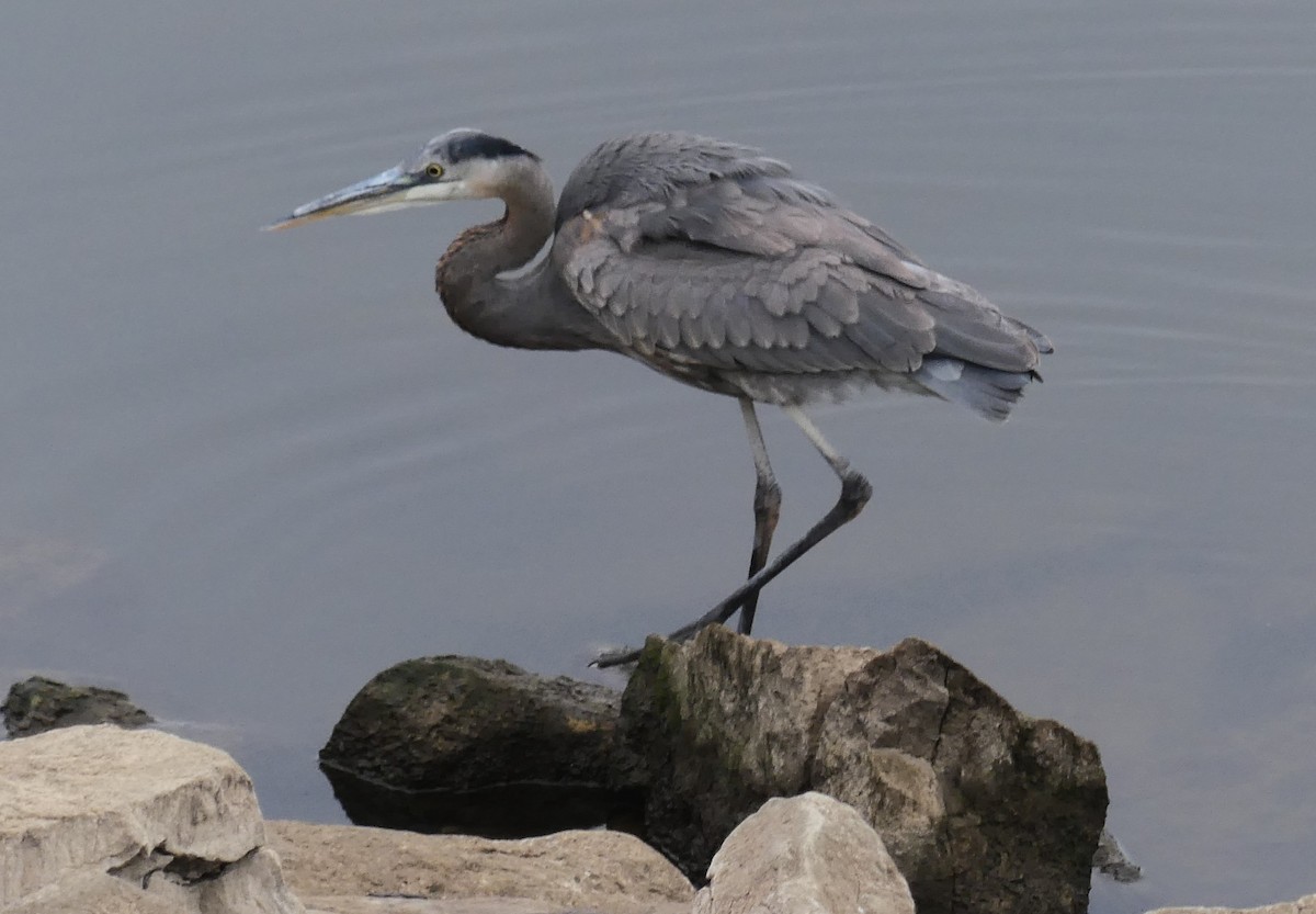 Great Blue Heron - ML645567287
