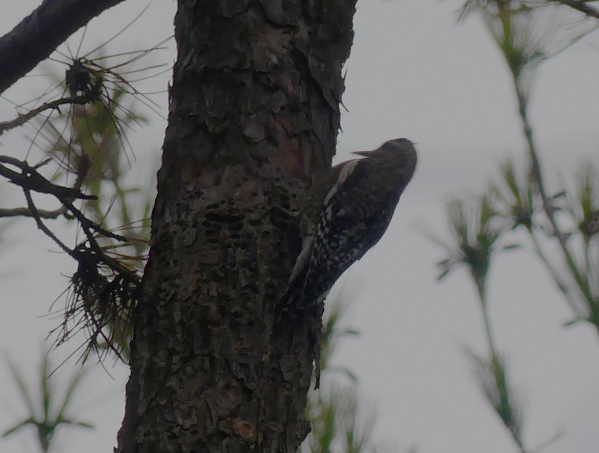 Yellow-bellied Sapsucker - ML645567302