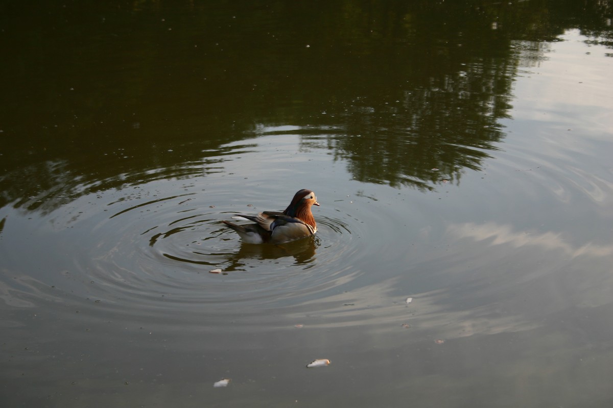 Mandarin Duck - ML645567310