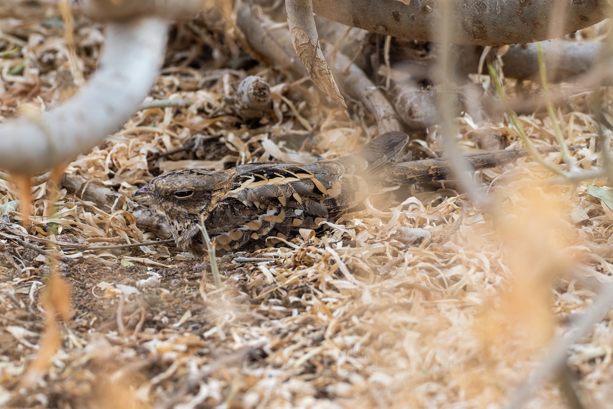 Long-tailed Nightjar - ML645567313