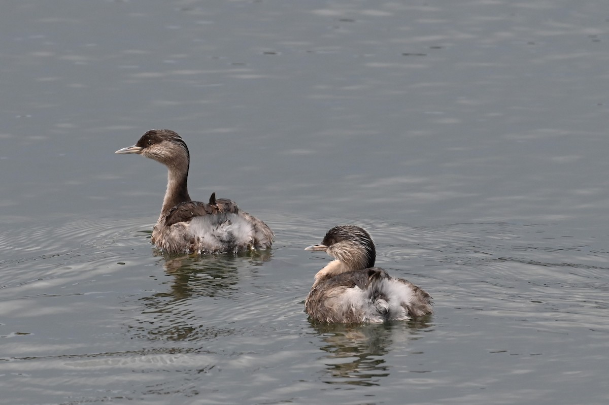 sølvhodedykker - ML645567317