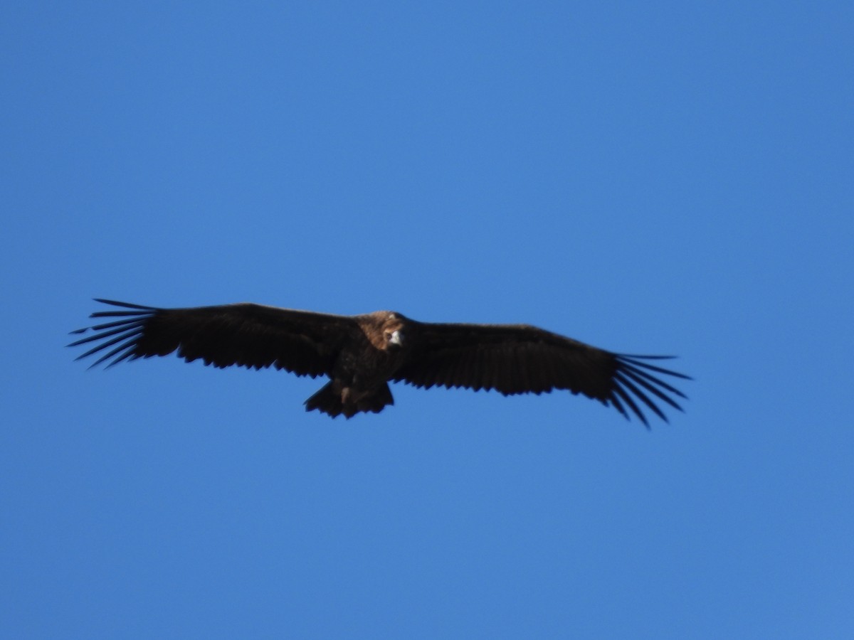 sup hnědý - ML645567318