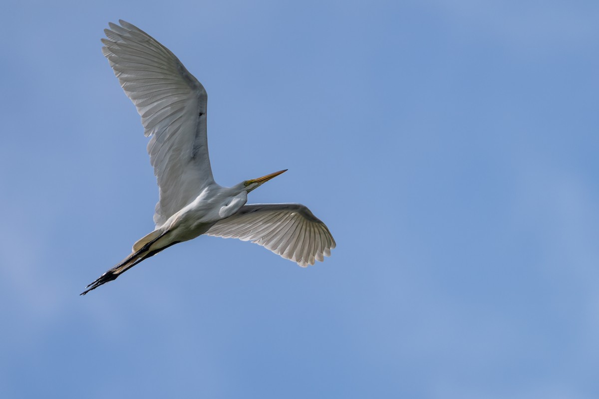 Great Egret - ML645567320