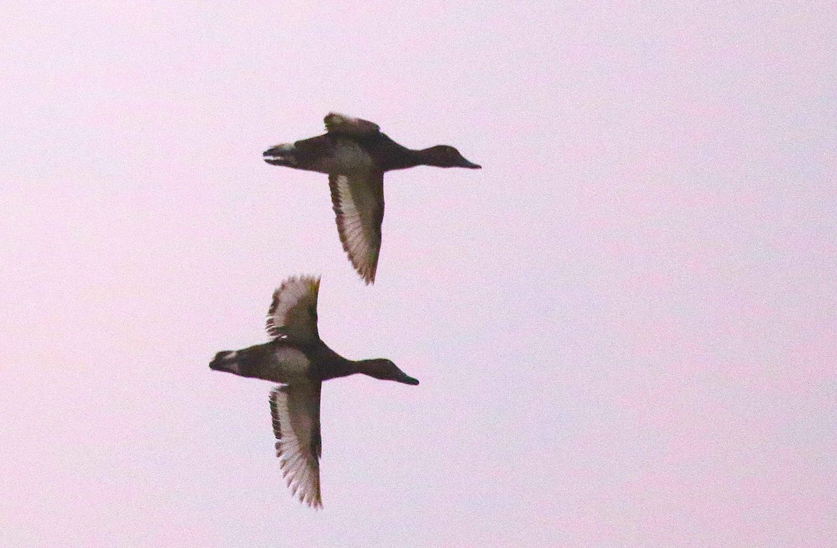 Ferruginous Duck - ML645567322