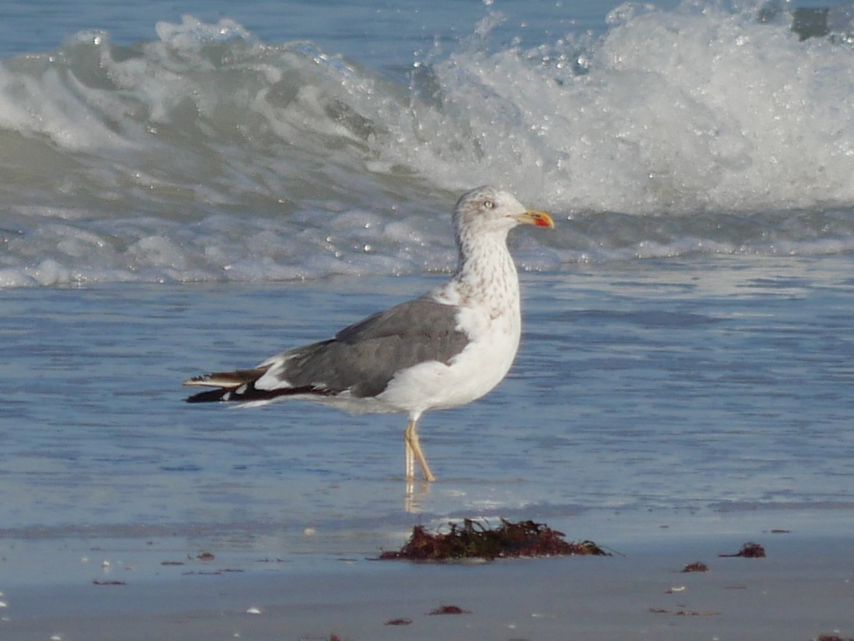 Lesser Black-backed Gull - ML645567325