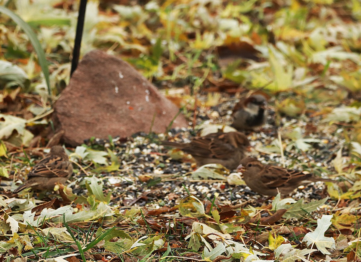 דרור הבית - ML645567354