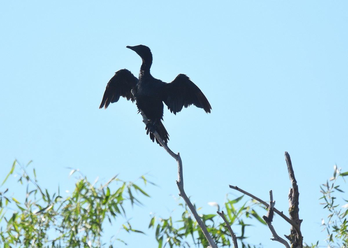 קורמורן גמדי - ML645567359