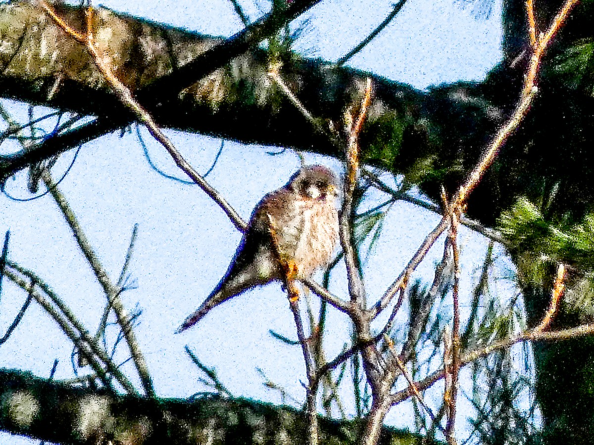 American Kestrel - ML645567391
