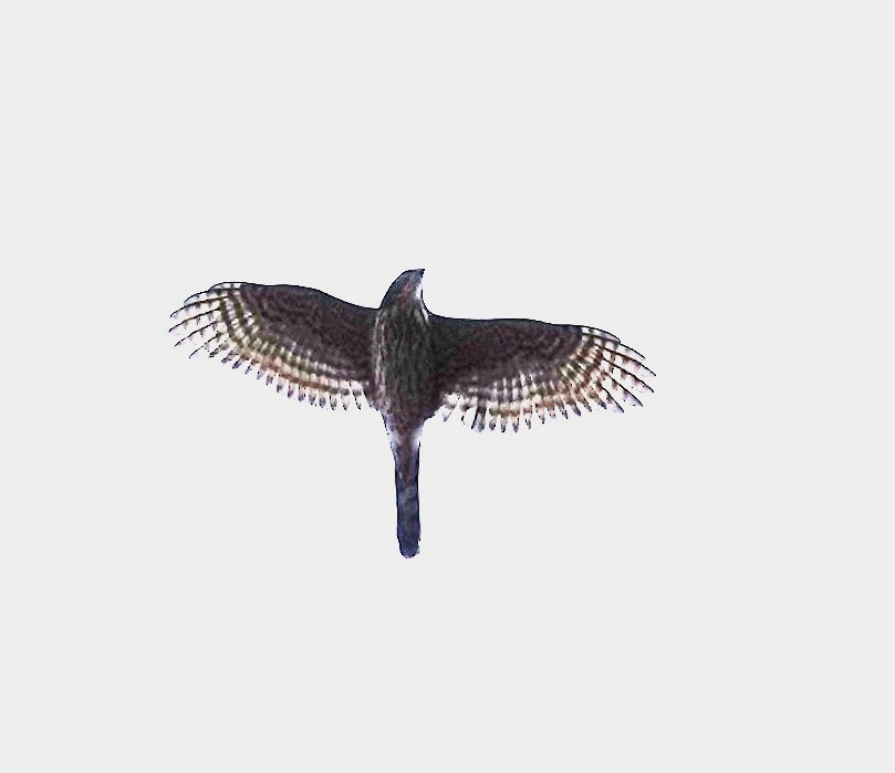 American Goshawk - ML645567393