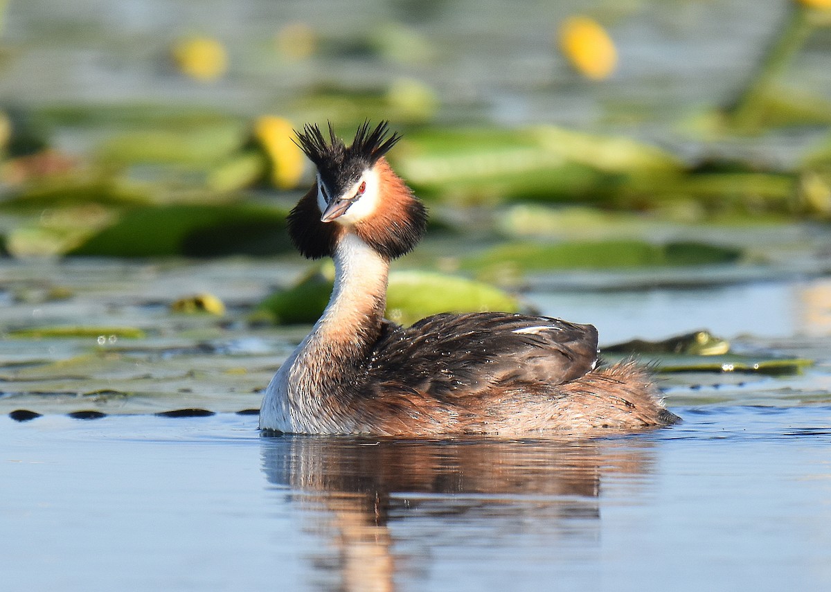 טבלן מצויץ - ML645567414