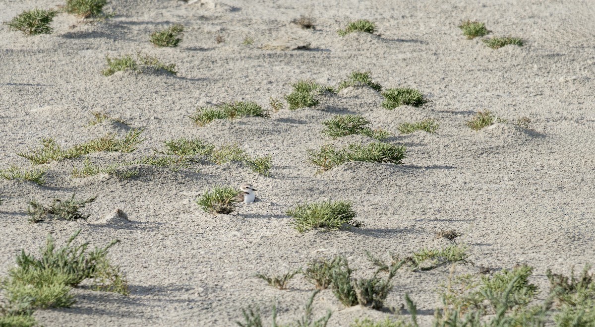 Snowy Plover - ML645567415