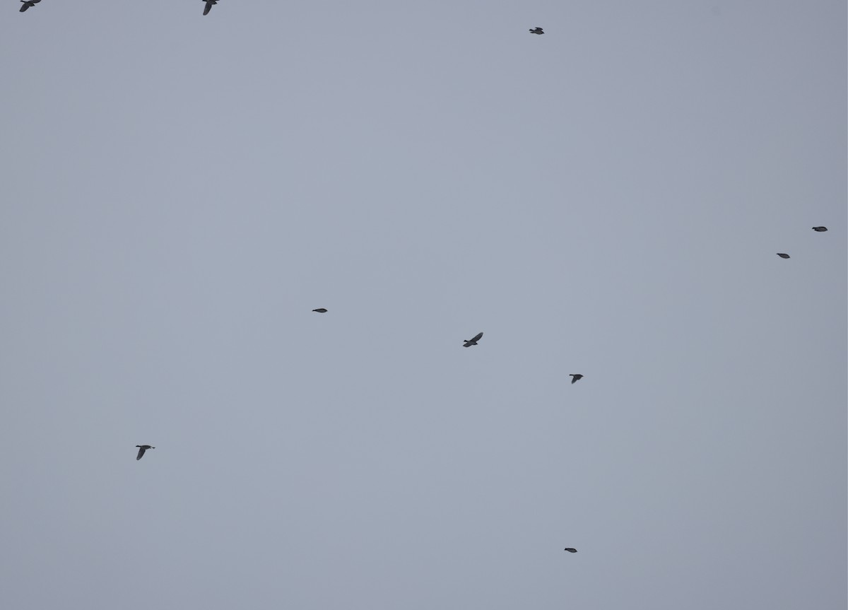 Alondra Cornuda - ML645567420