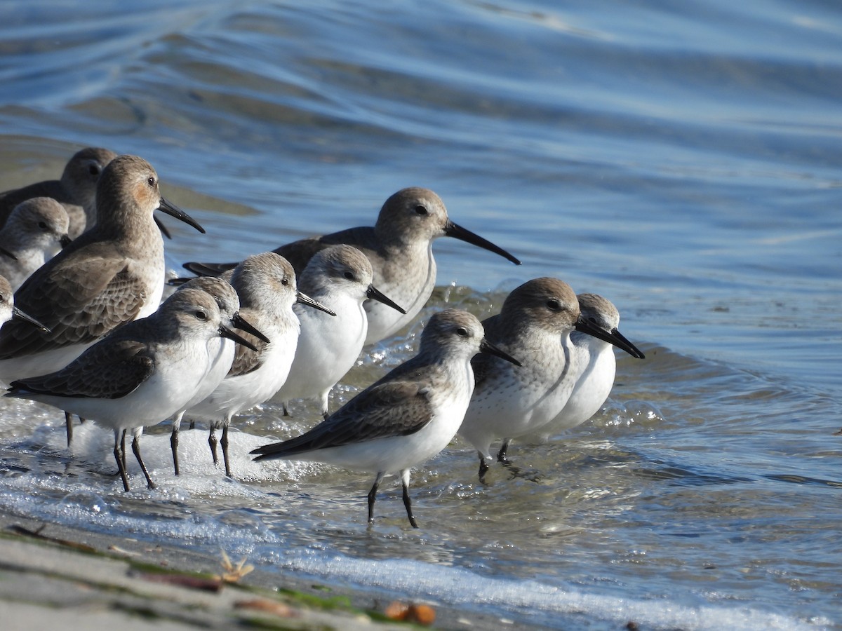 Western Sandpiper - ML645567427