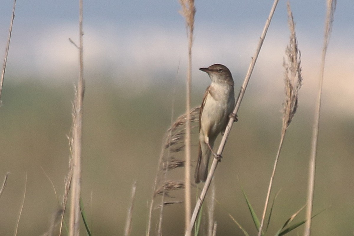 Great Reed Warbler - ML645567439