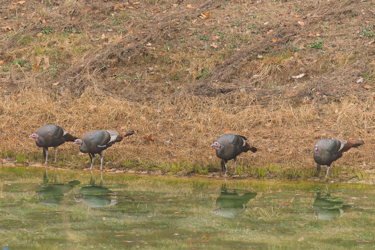 Wild Turkey - ML645567442