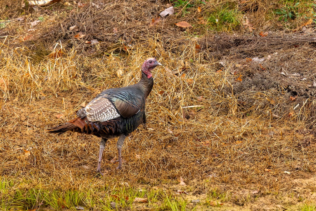 Wild Turkey - ML645567443