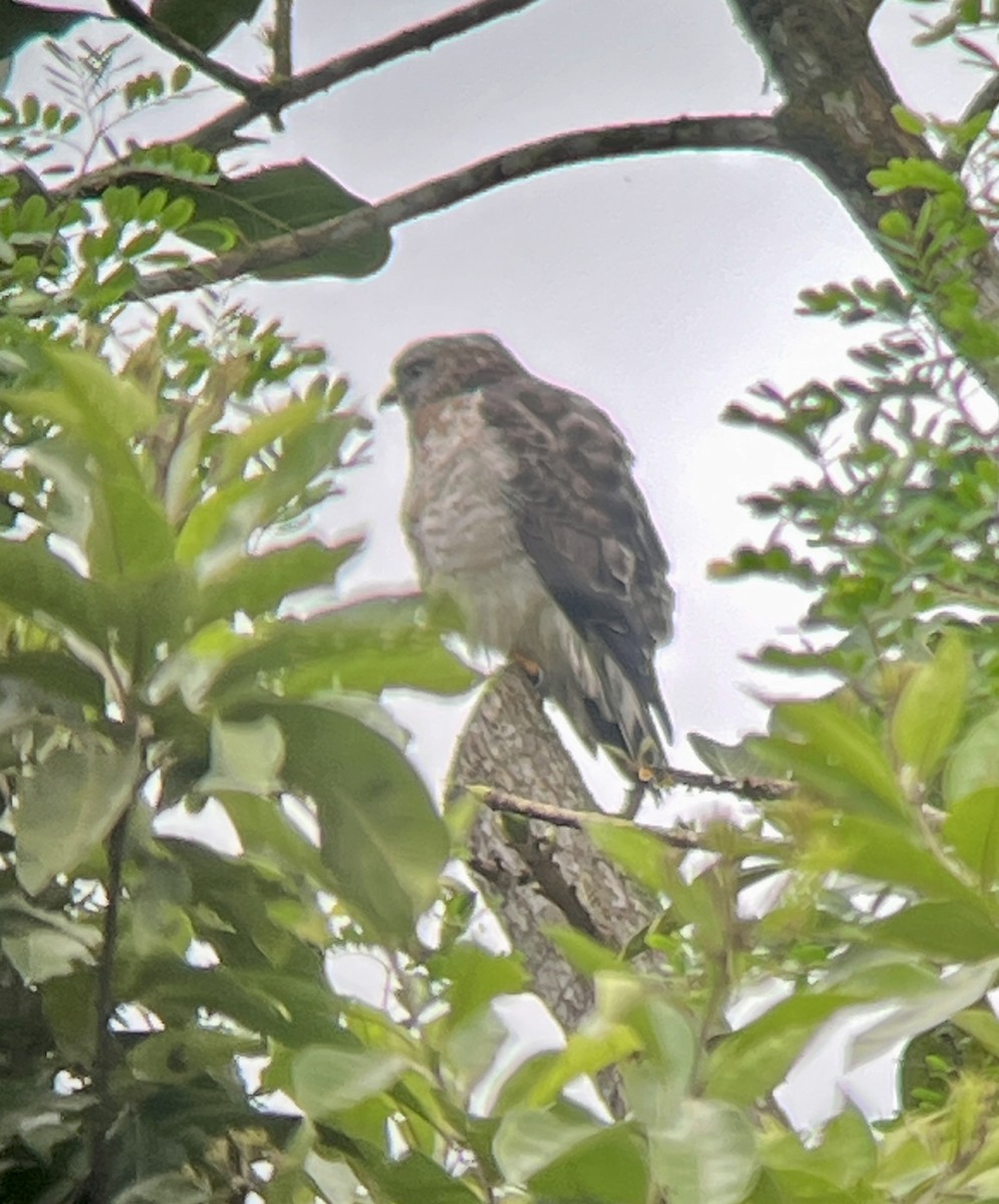 Broad-winged Hawk - ML645567472