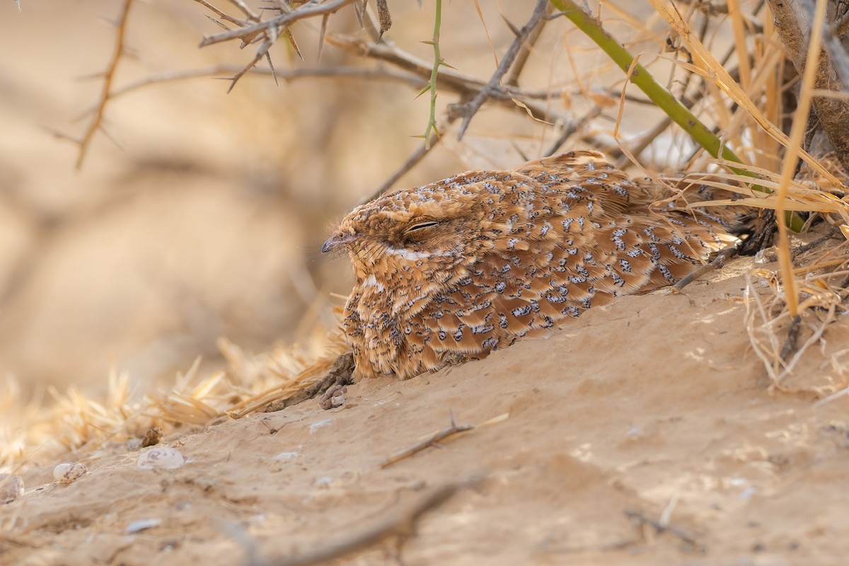 Golden Nightjar - ML645567480