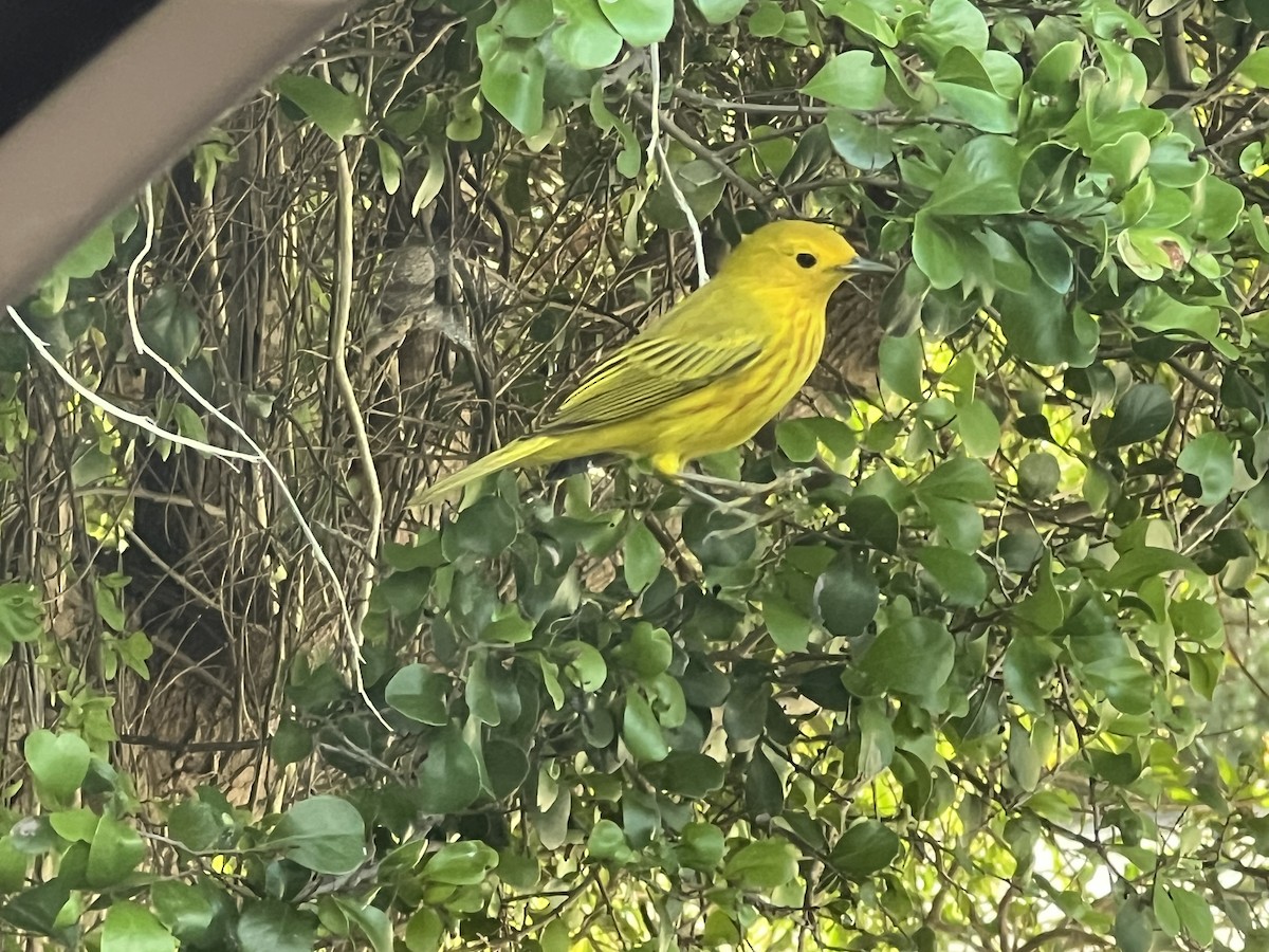 Mangrove Yellow Warbler - ML645567482