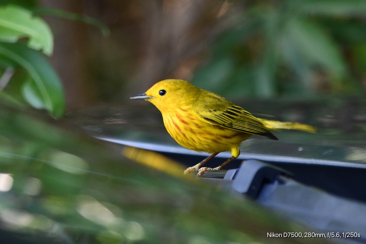 Mangrove Yellow Warbler - ML645567483