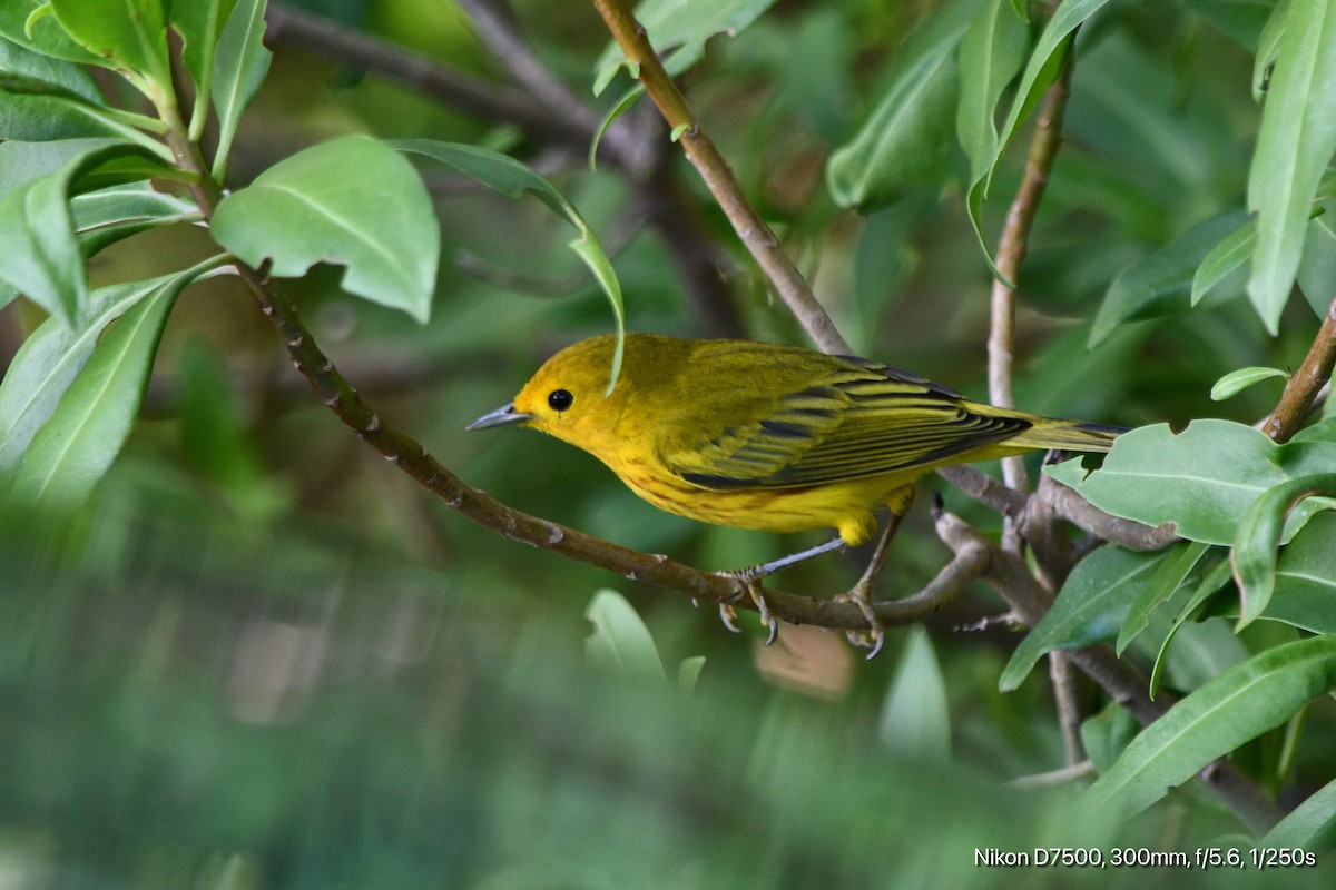 Mangrove Yellow Warbler - ML645567484