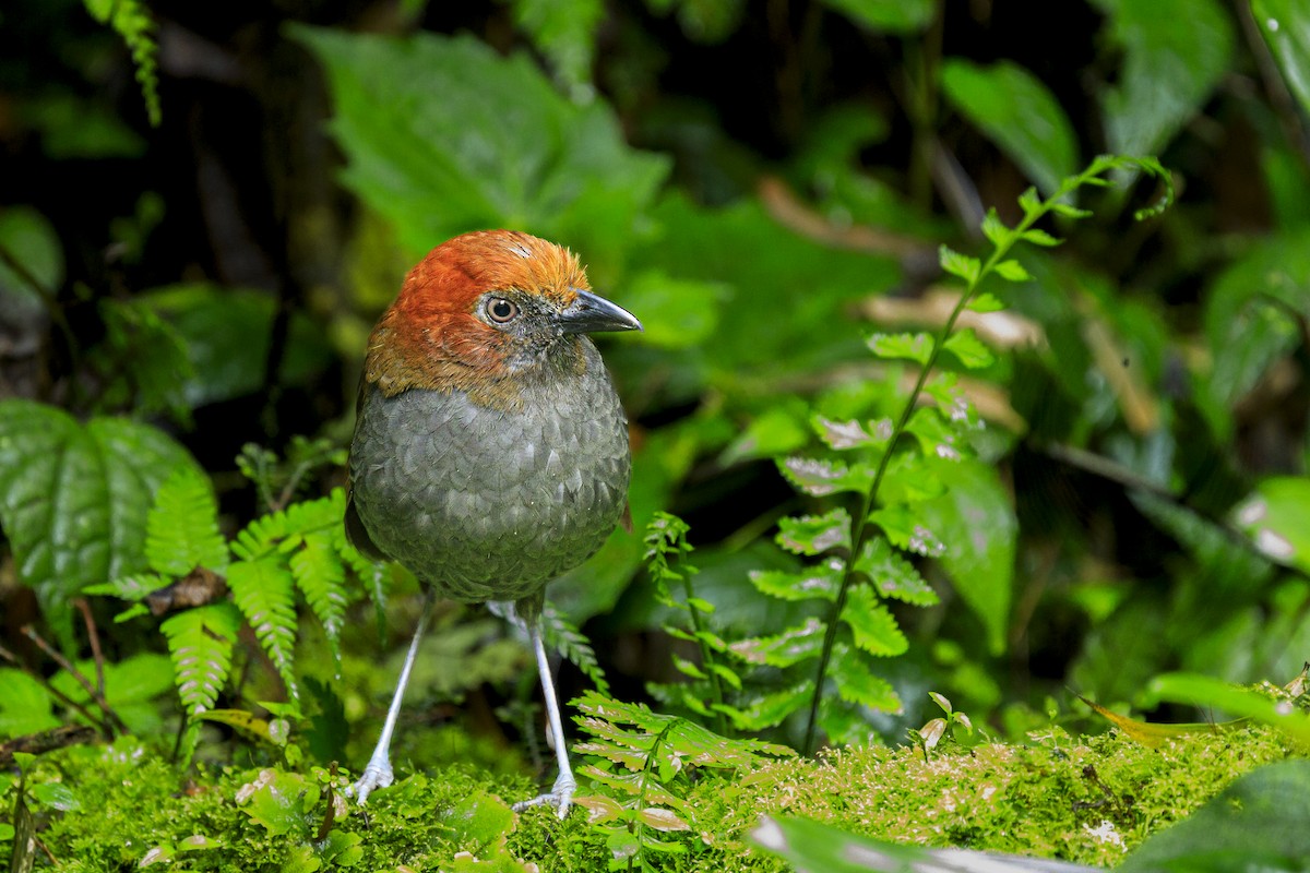 クリエリジアリドリ - ML645567485