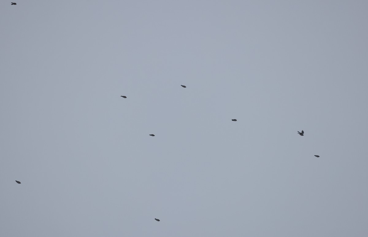 Alondra Cornuda - ML645567487