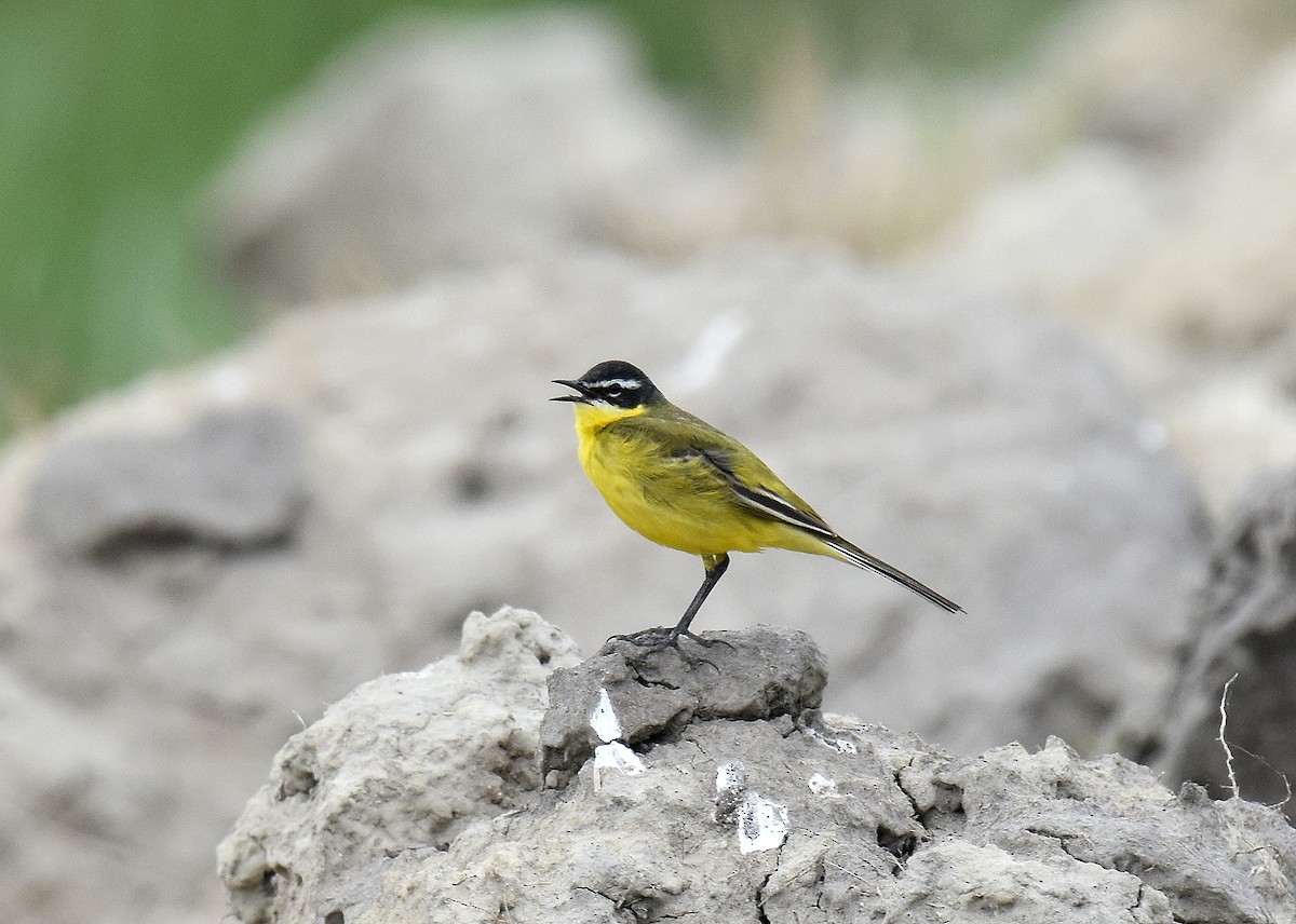 נחליאלי צהוב - ML645567498