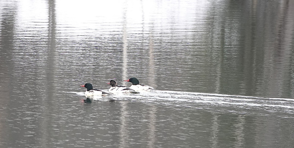 Common Merganser - ML645567499