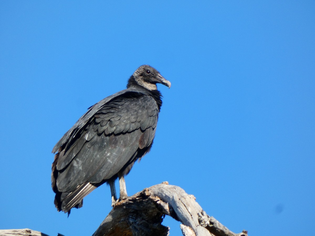 Black Vulture - ML645567501