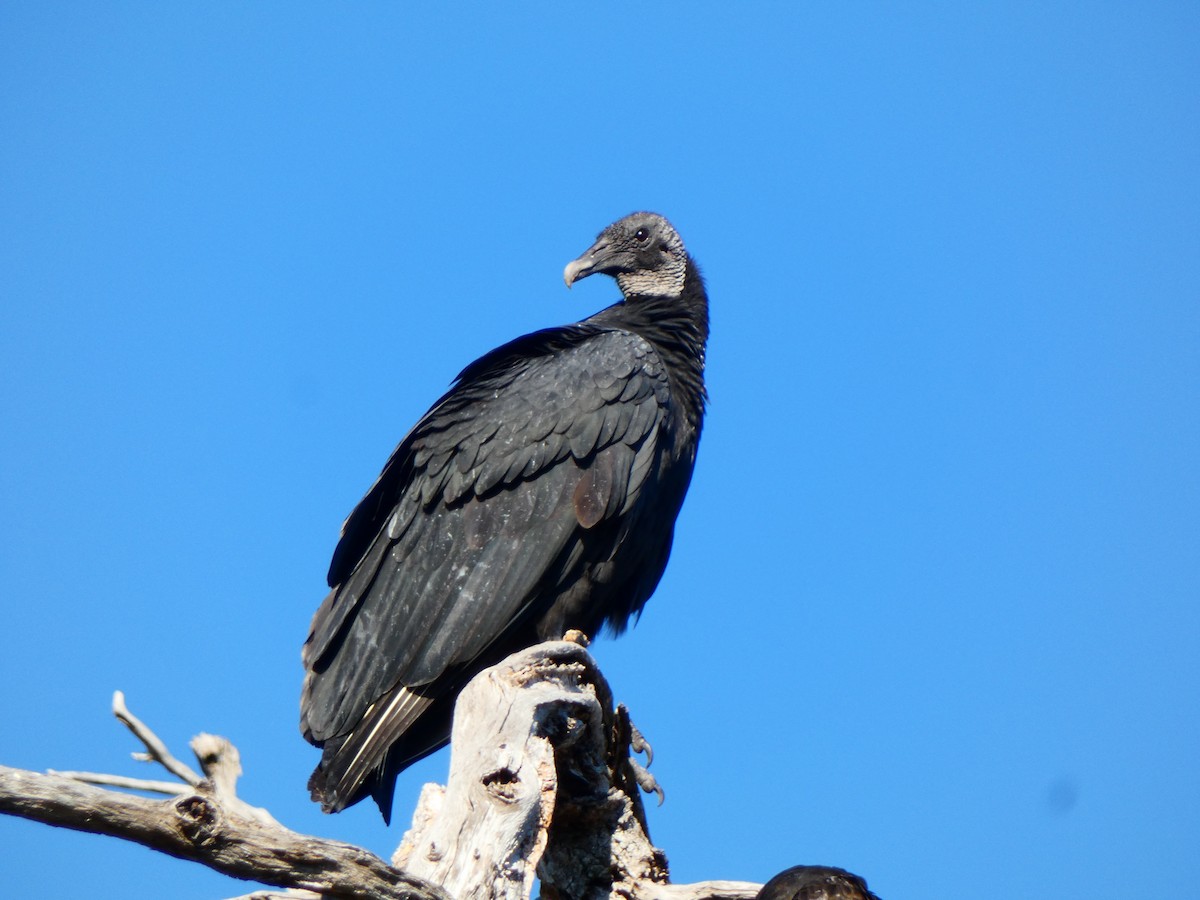 Black Vulture - ML645567502