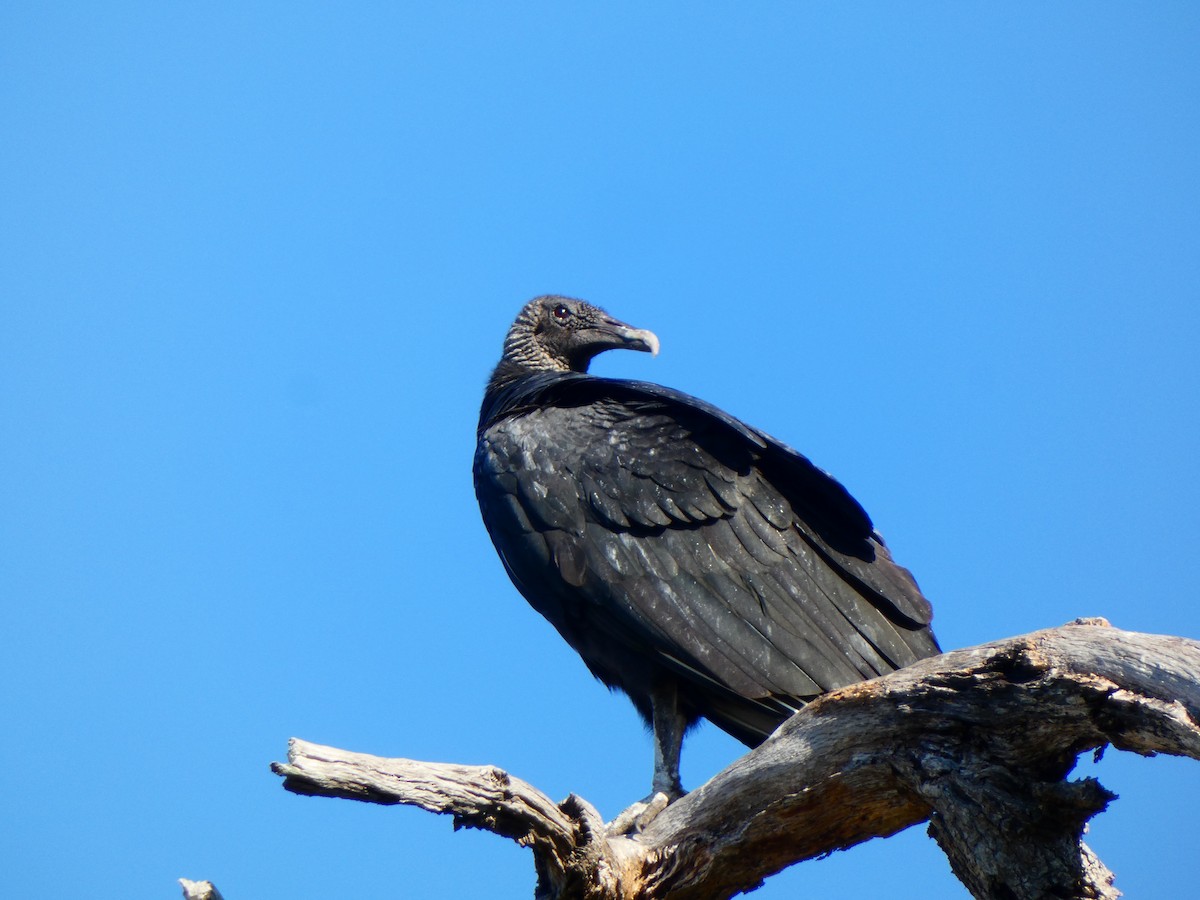 Black Vulture - ML645567503