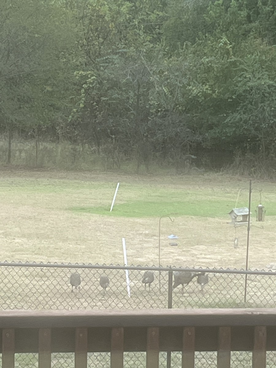 Wild Turkey - ML645567509