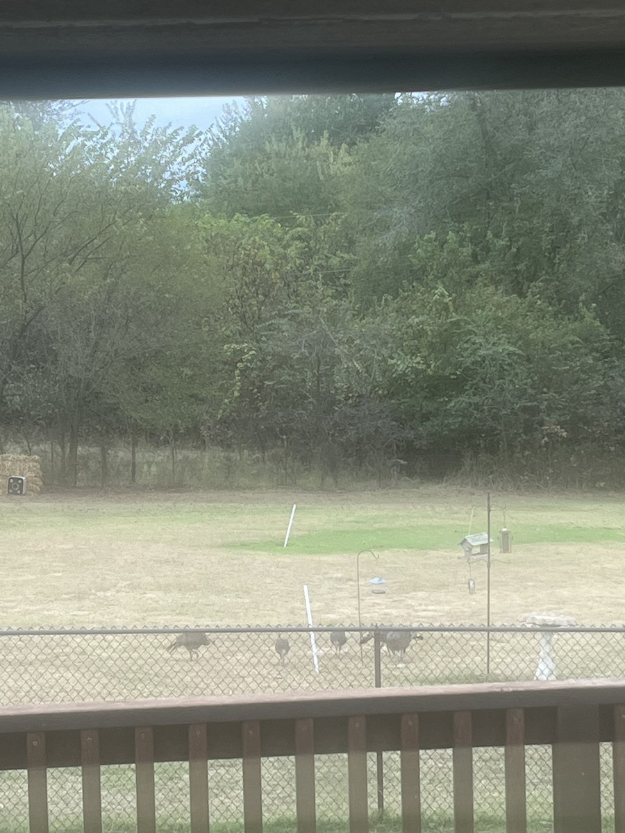 Wild Turkey - ML645567512