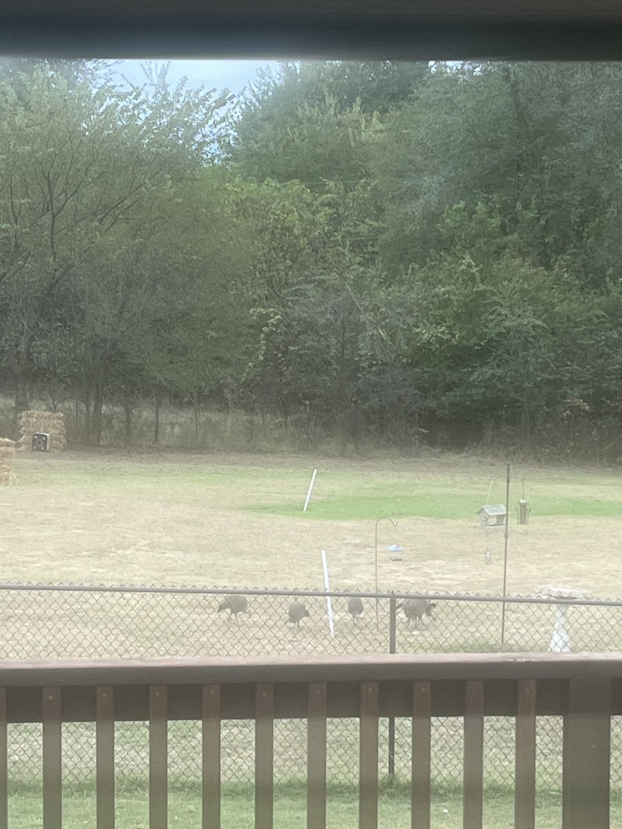 Wild Turkey - ML645567513