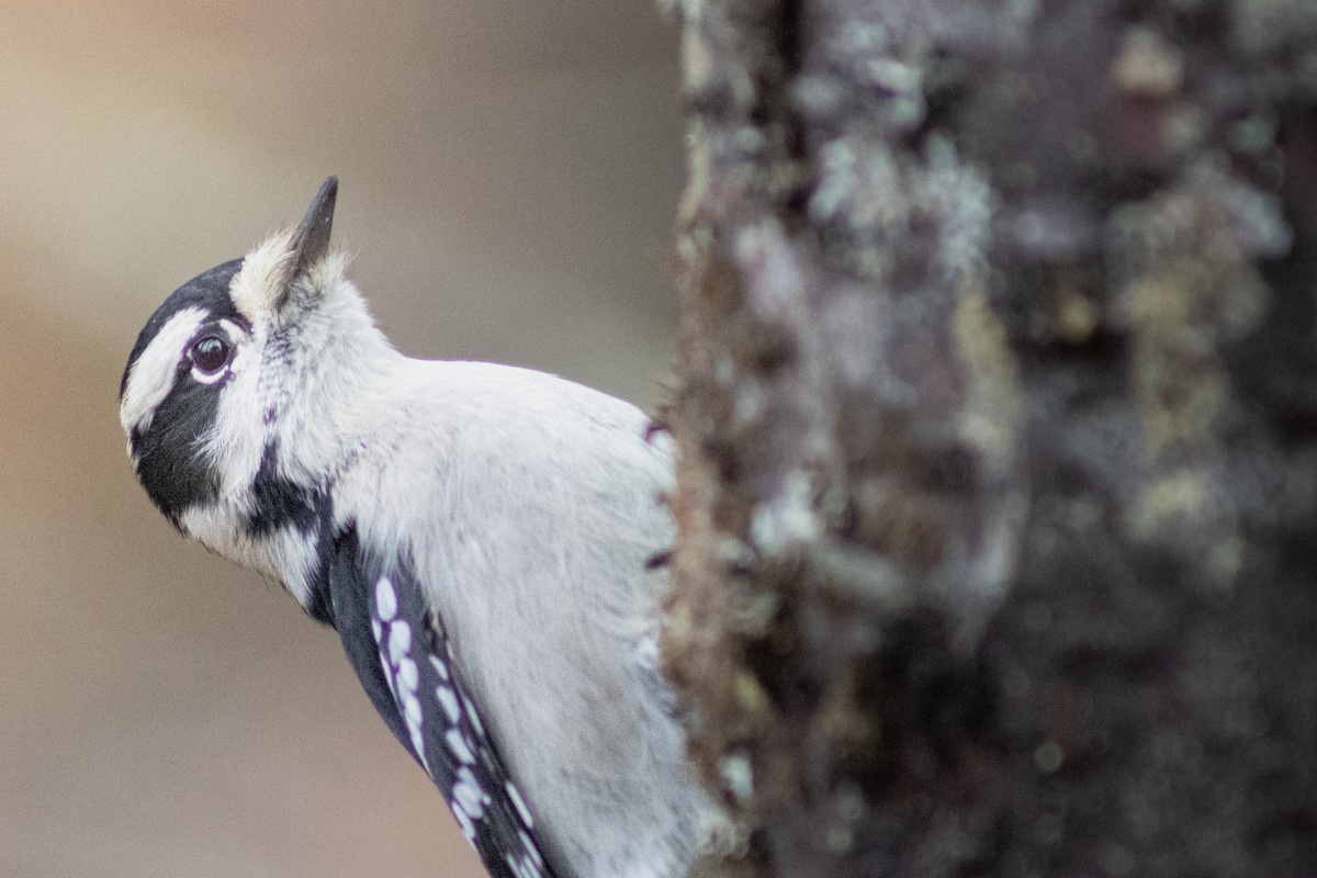 Downy Woodpecker - ML645567514