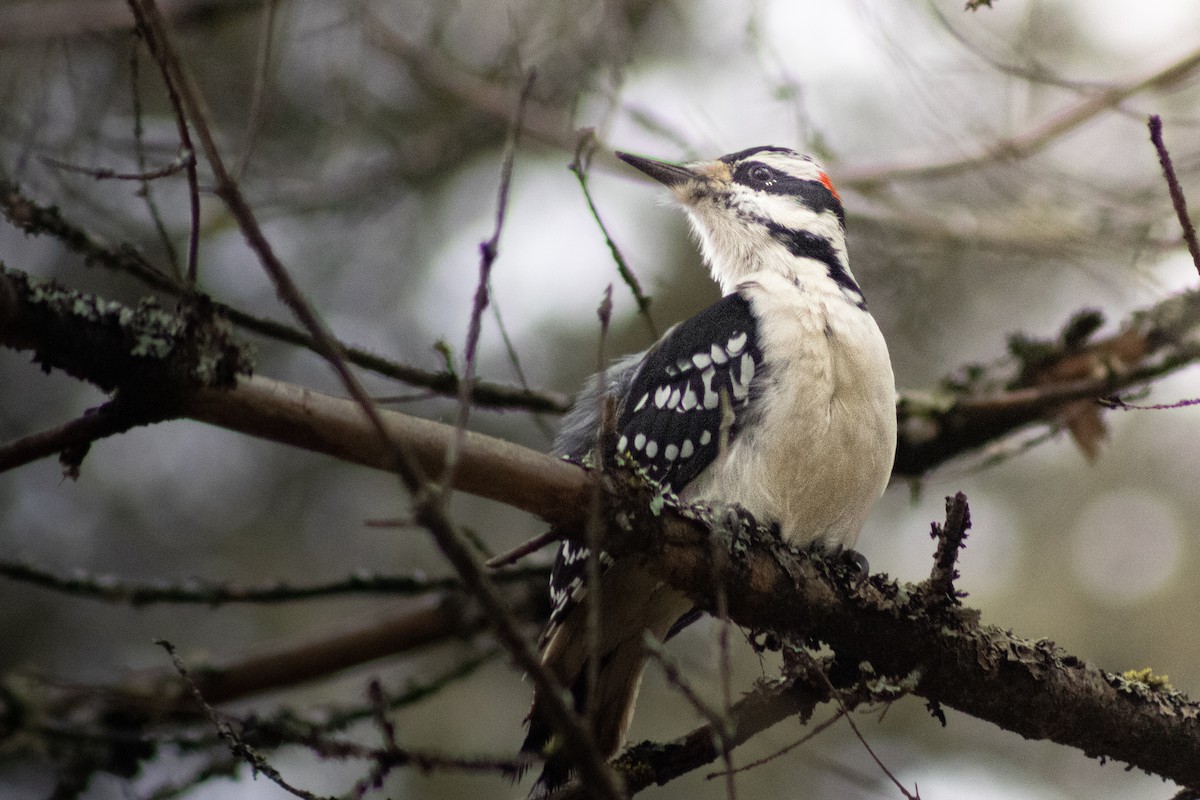 Hairy Woodpecker - ML645567520