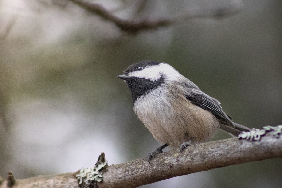 Black-capped Chickadee - ML645567528