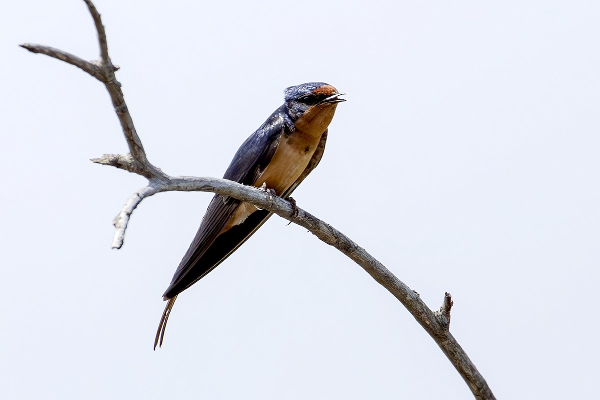 Ластівка сільська - ML645567531