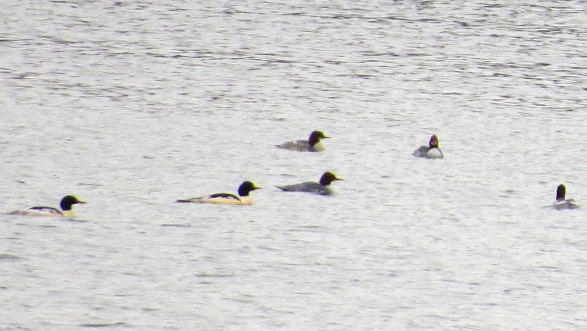 Common Merganser - ML645567535