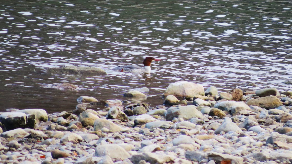 Common Merganser - ML645567536