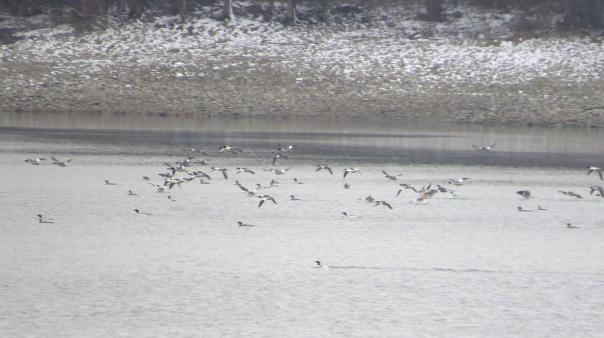 Common Merganser - ML645567537