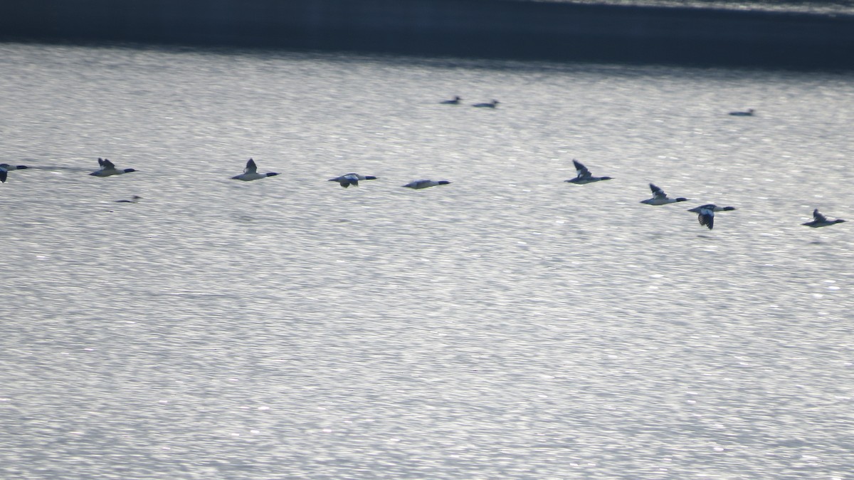 Common Merganser - ML645567538