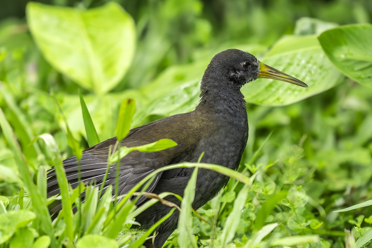 Râle noirâtre - ML645567567