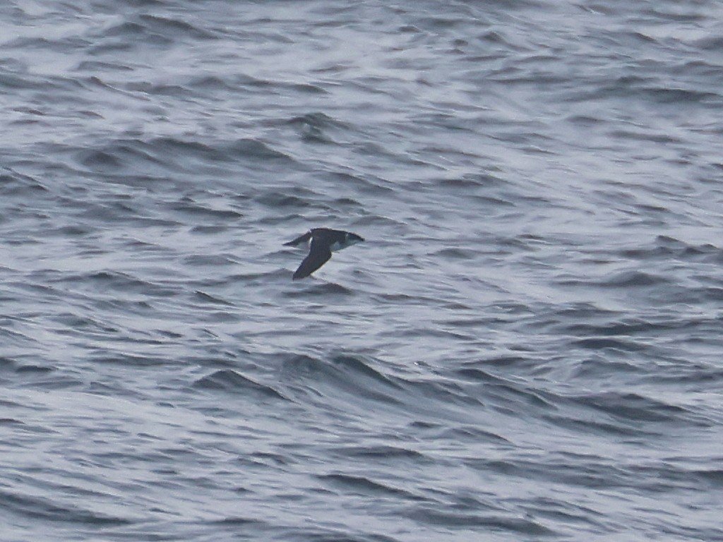 alkekonge - ML645567582