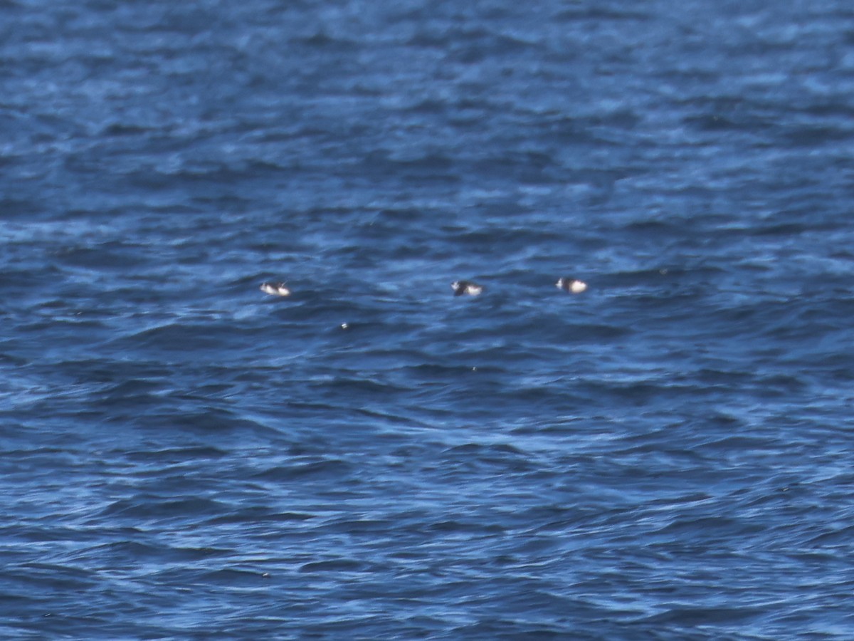 alkekonge - ML645567583