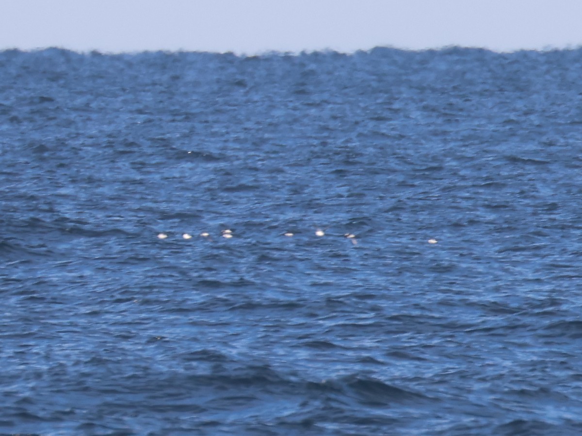 alkekonge - ML645567584