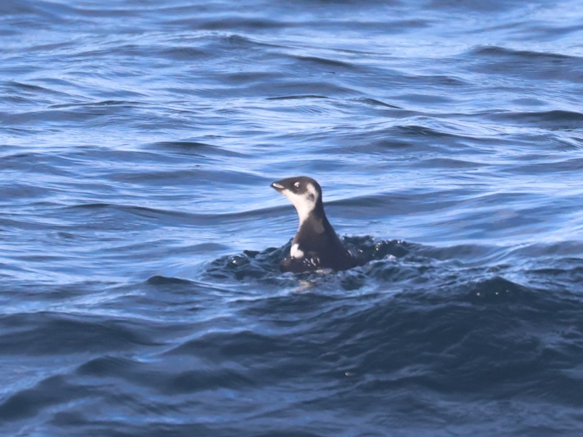 alkekonge - ML645567585