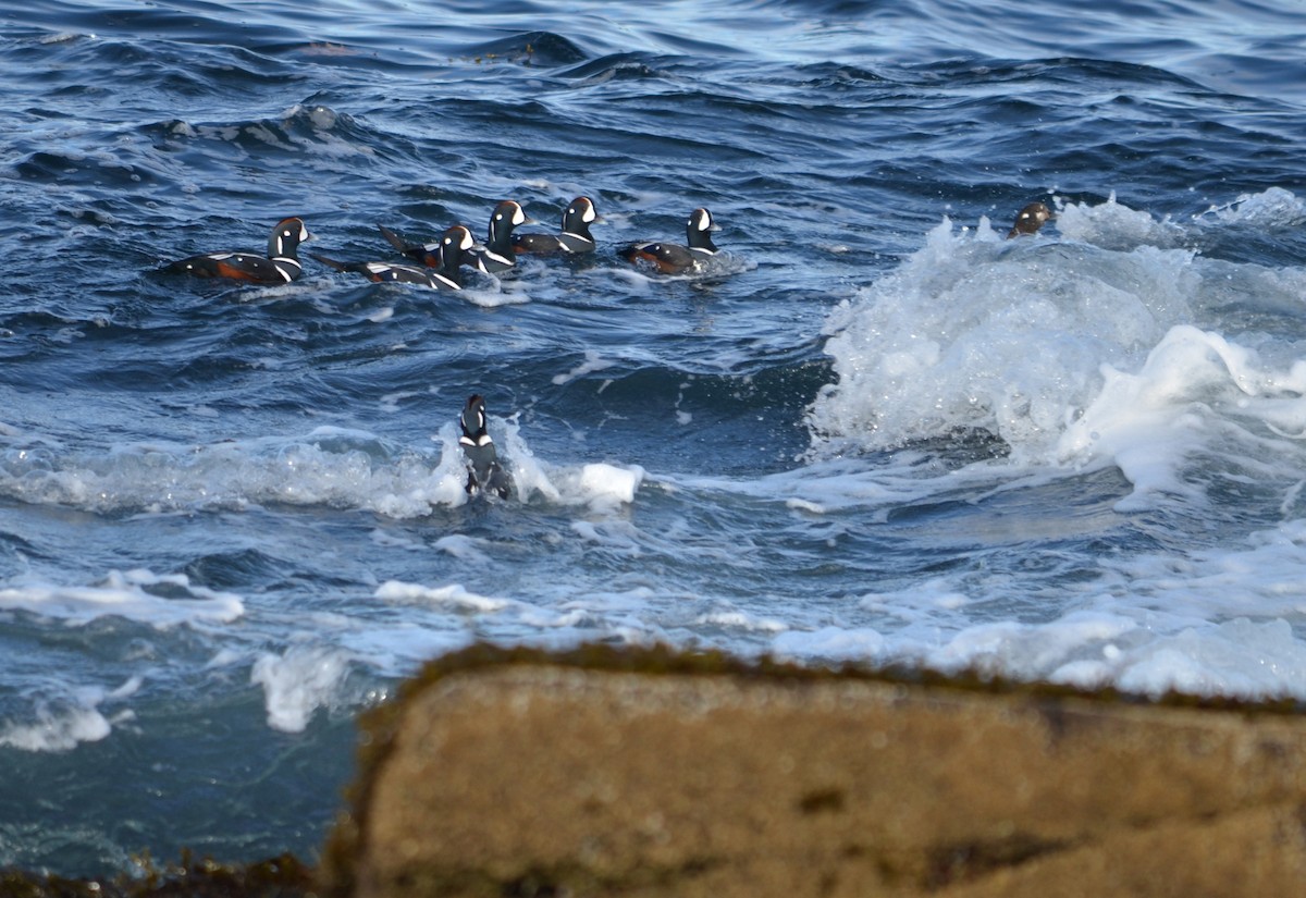 Ahate arlekina - ML645567586