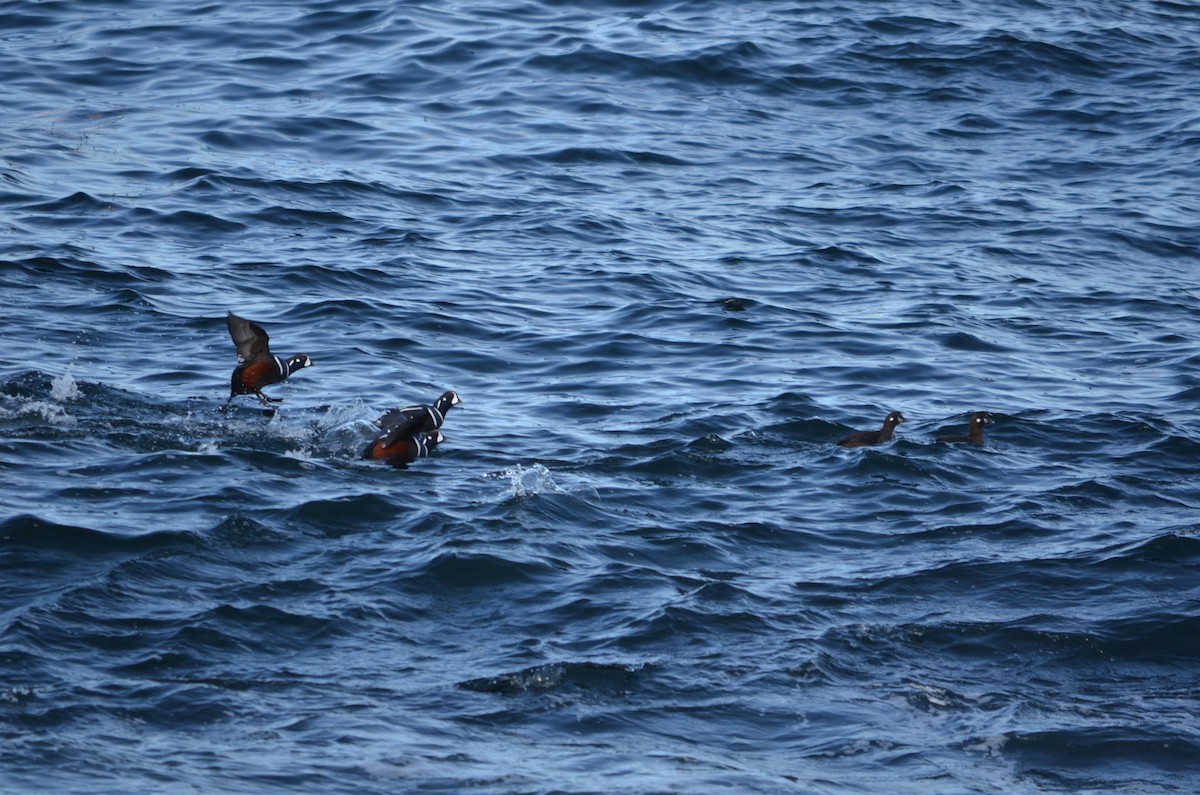 Ahate arlekina - ML645567587